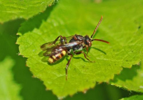 Nomada (ruficornis)